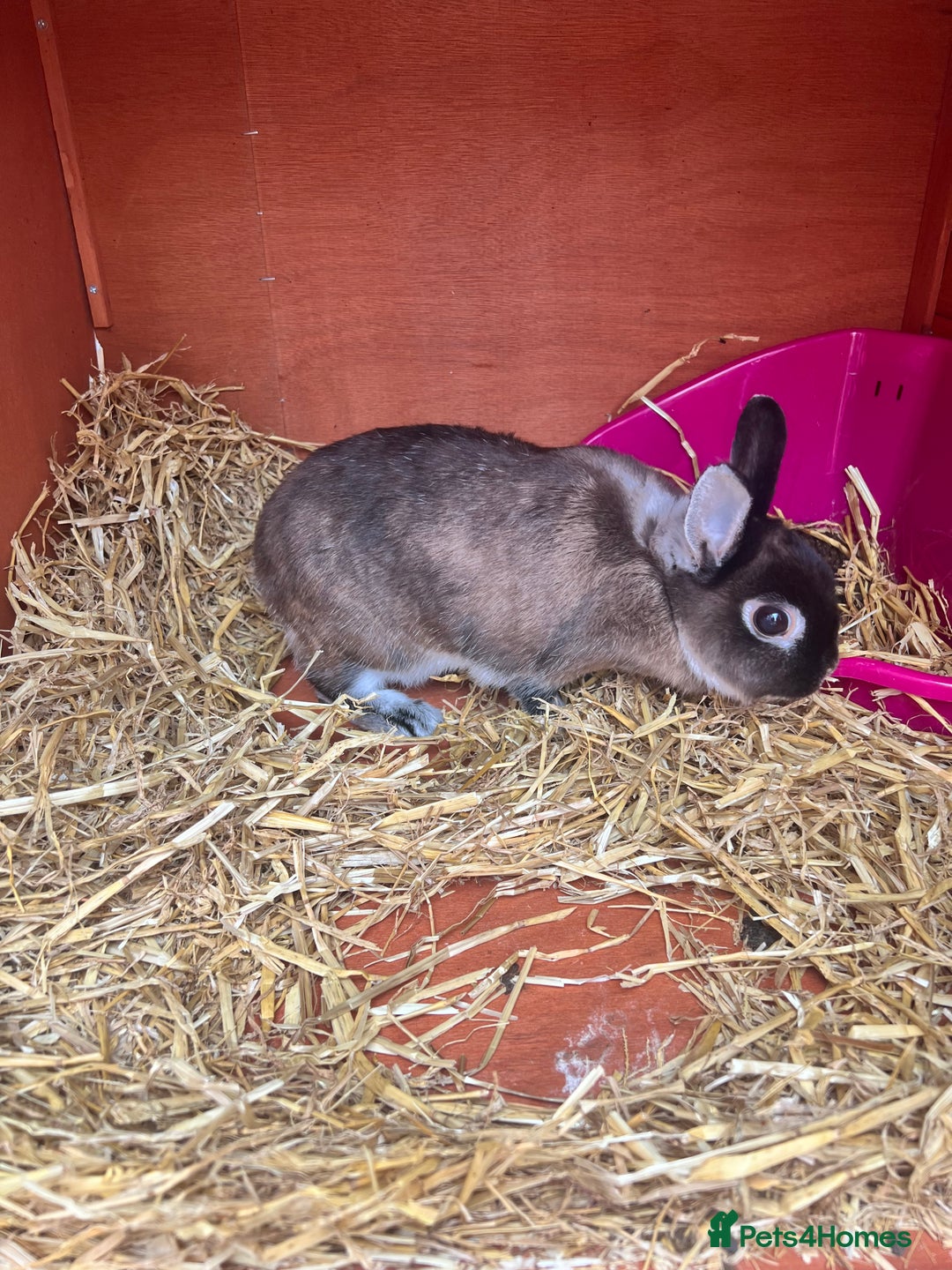 Netherland Dwarf rabbits for sale: Netherland dwarf  - Image 1