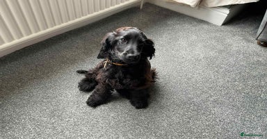 Cocker Spaniel dogs - Advert 3