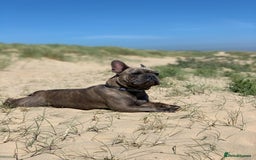 French Bulldog dogs for sale: French bulldog free to a good home  - Image 3