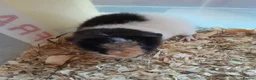 Guinea Pig rodents for sale: Baby Teddy boys and girls - Advert 5