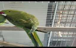 Parrots birds for sale: Female indian ringneck - Image 2