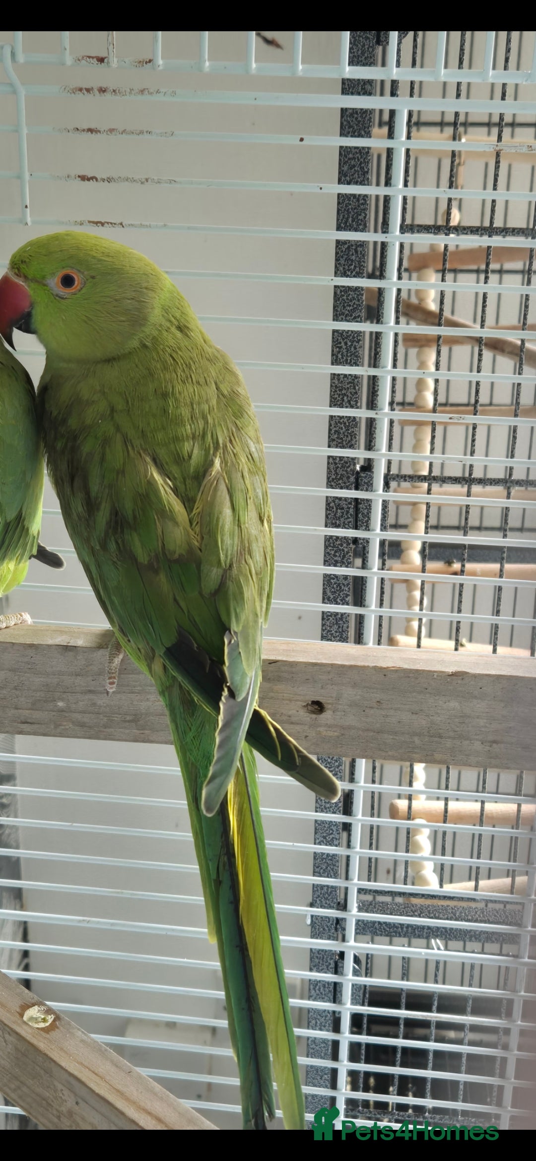Parrots birds for sale: Female indian ringneck - Image 2