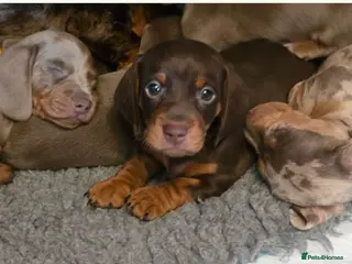 Miniature Dachshund dogs Gorgeous Miniature Puppies - Advert 1