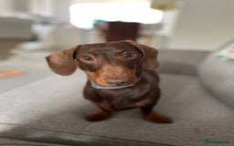 Miniature Dachshund dogs for sale: Blue needs new home  - Image 11