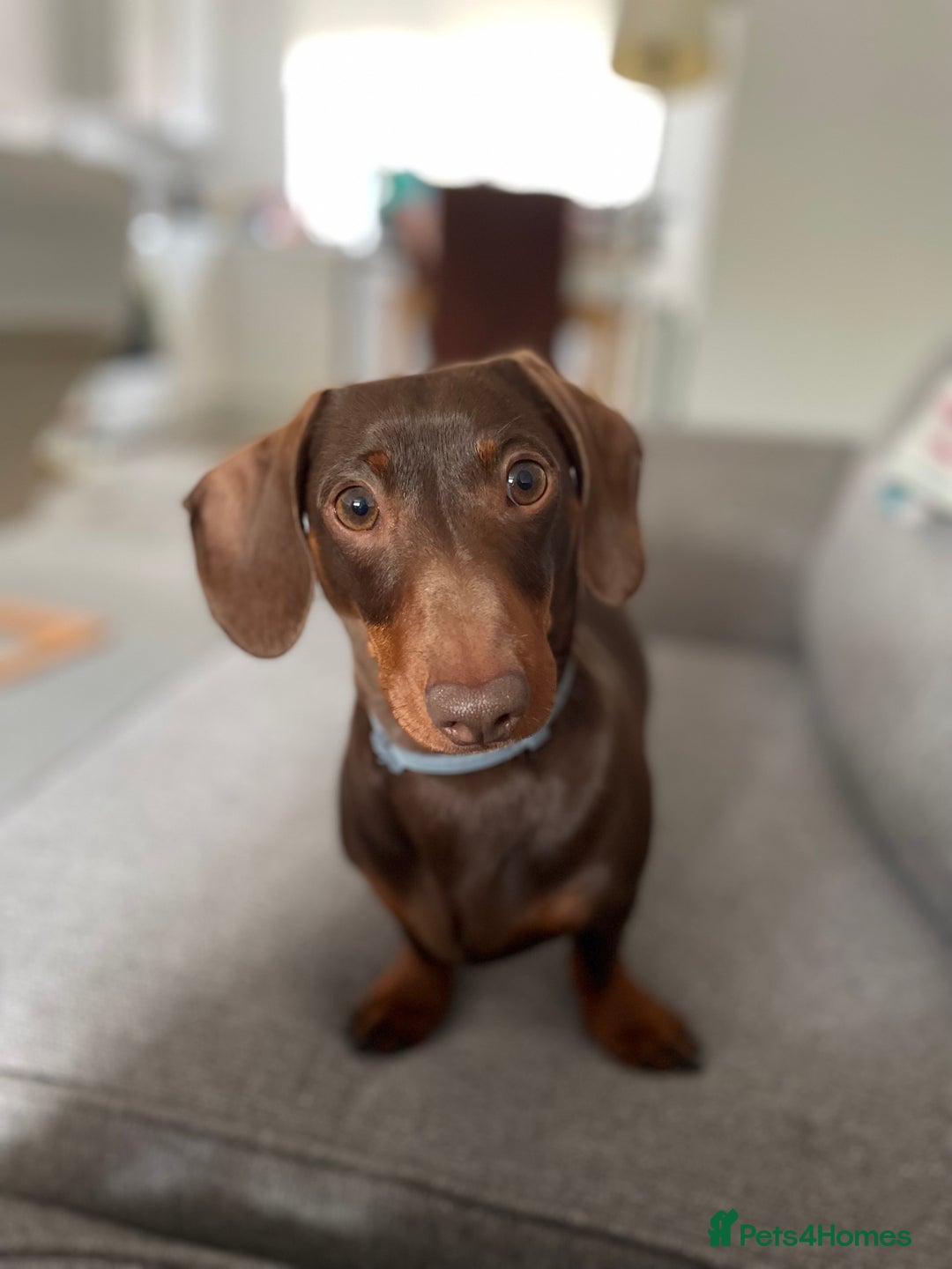 Miniature Dachshund dogs for sale: Blue needs new home  - Image 11