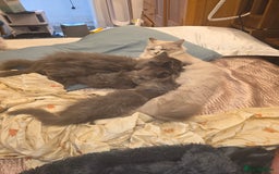 Siberian cats for sale: Beautiful Siberian Kittens – 2.5 Months Old - Image 3