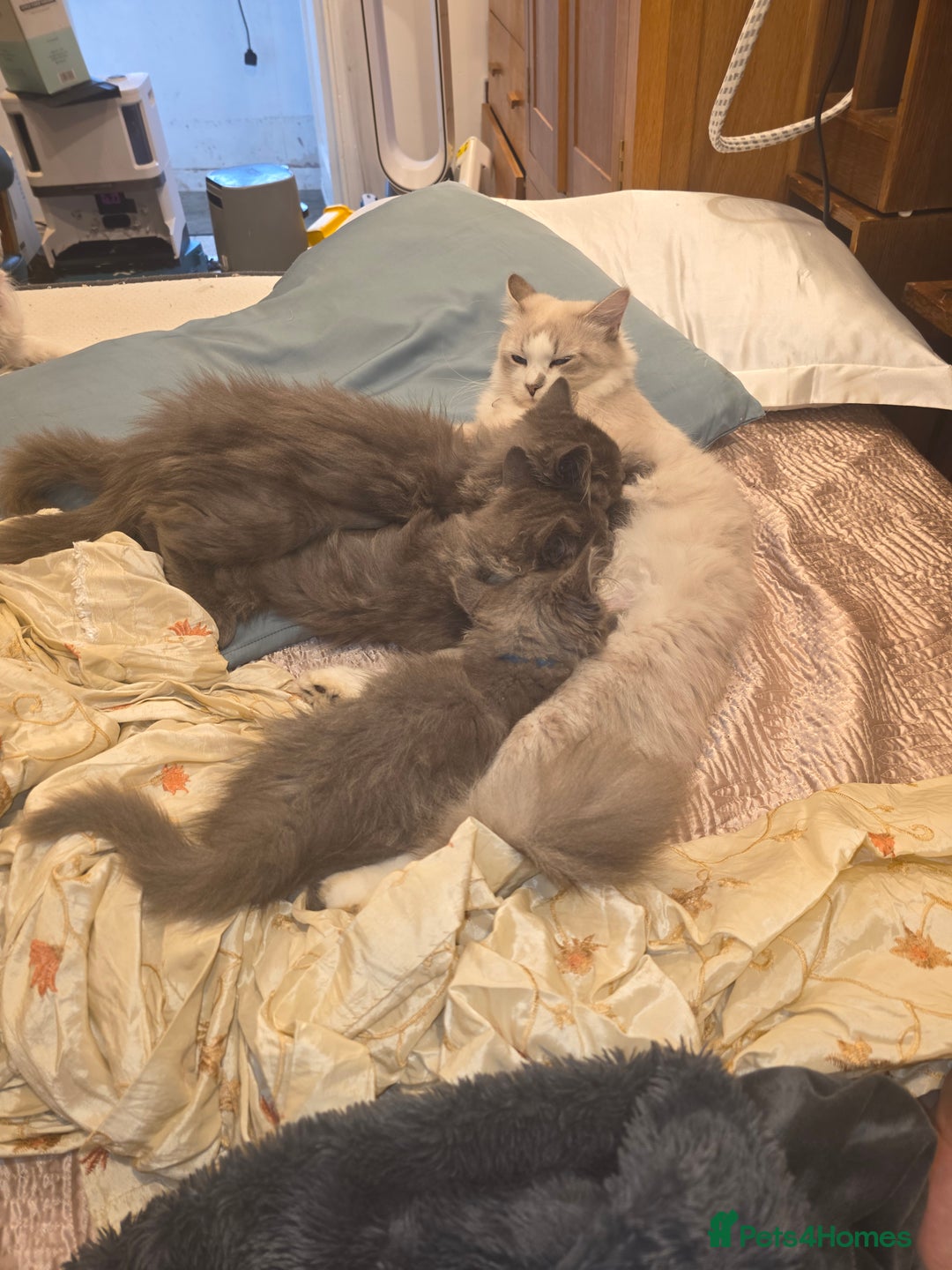 Siberian cats for sale: Beautiful Siberian Kittens – 2.5 Months Old - Image 3