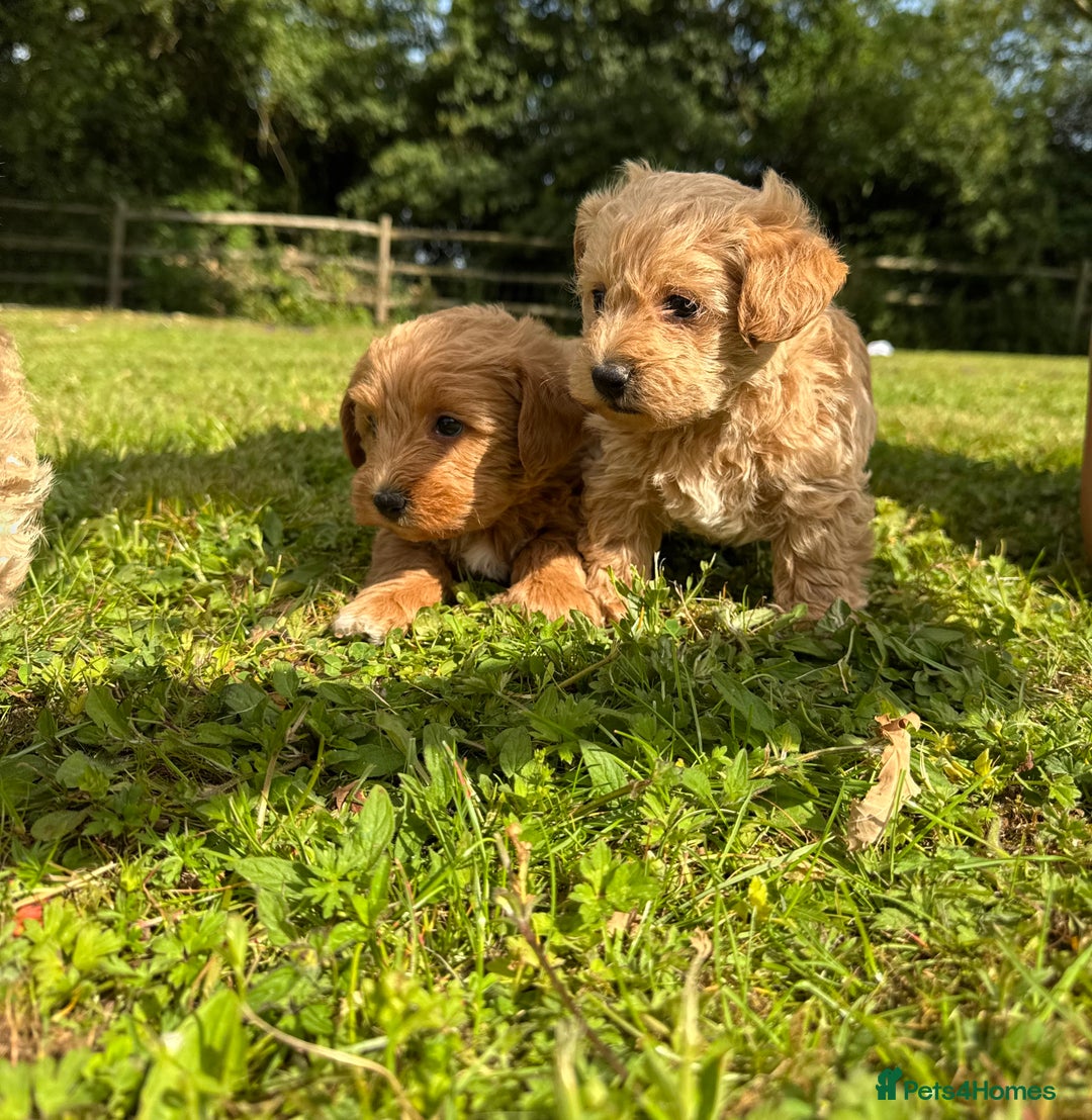Mixed Breed dogs for sale: WESTIEPOO PUPPIES  in Gravesend - Image 6