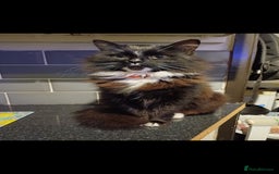 Mixed Breed cats for sale: 2 beautiful female cats - Image 6