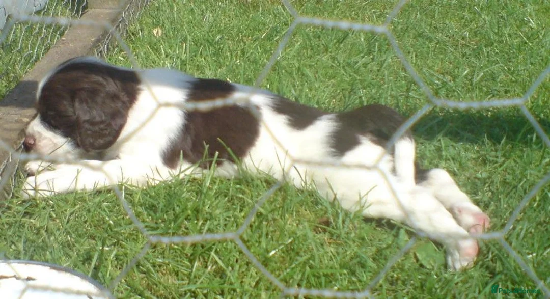 English Springer Spaniel dogs for sale: English Springer Spaniel Puppies - Advert 2