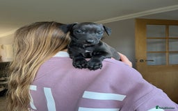 Italian Greyhound dogs for sale: 🐾kc registered Italian greyhound puppies 🐾 - Image 9
