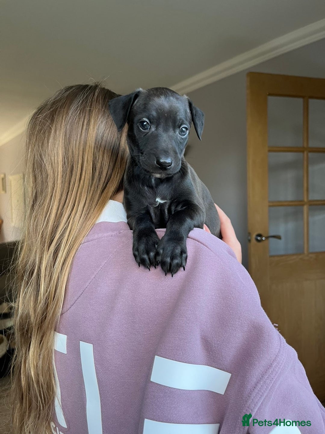 Italian Greyhound dogs for sale: 🐾kc registered Italian greyhound puppies 🐾 - Image 9