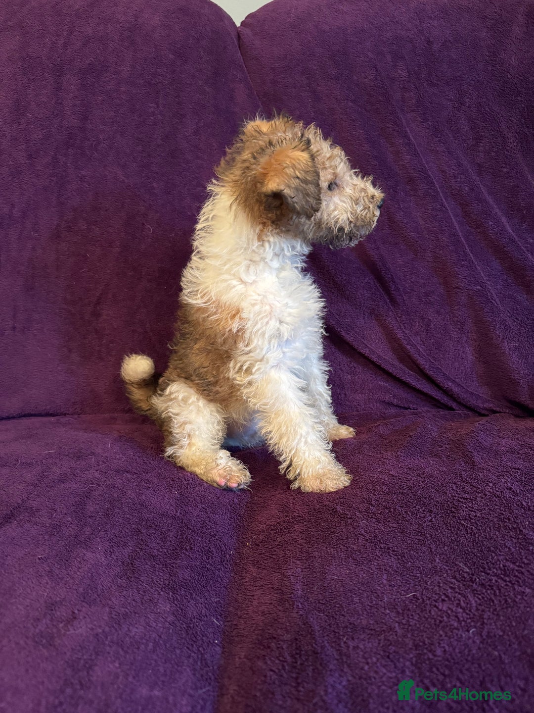 Fox Terrier dogs for sale: Stunning wire fox terrier puppies  - Advert 9