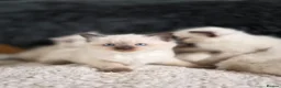 Ragdoll cats for sale: Beautiful Ragdol Kittens  - Advert 4