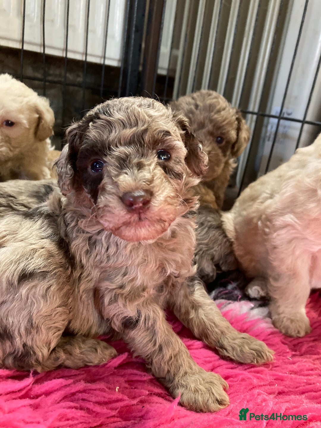 Bordoodle dogs for sale:  Beautiful Bordoodle Puppies inc Merle/Apricot - Advert 24