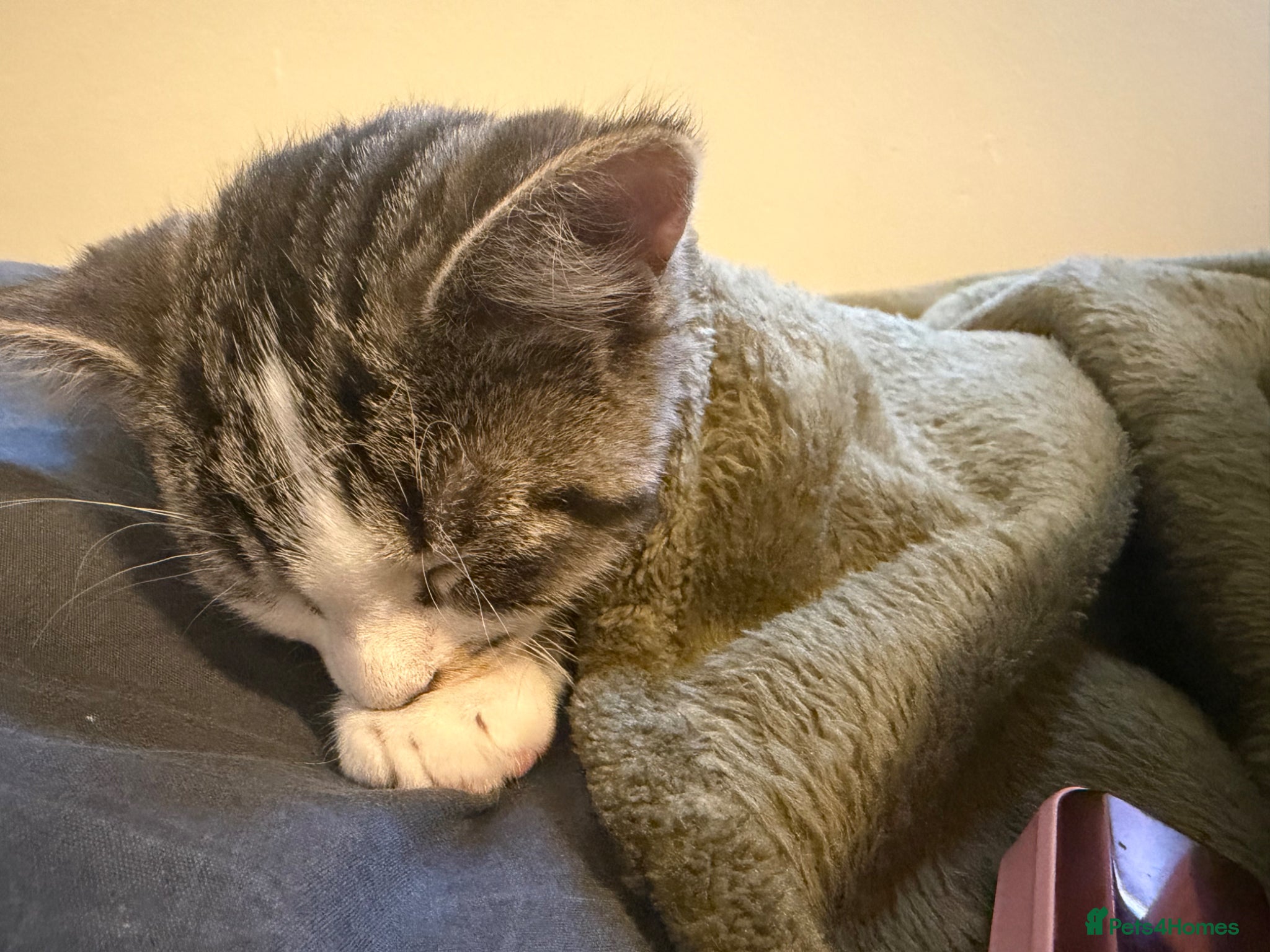 Mixed Breed cats for sale: Cute tabby cat  - Advert 3