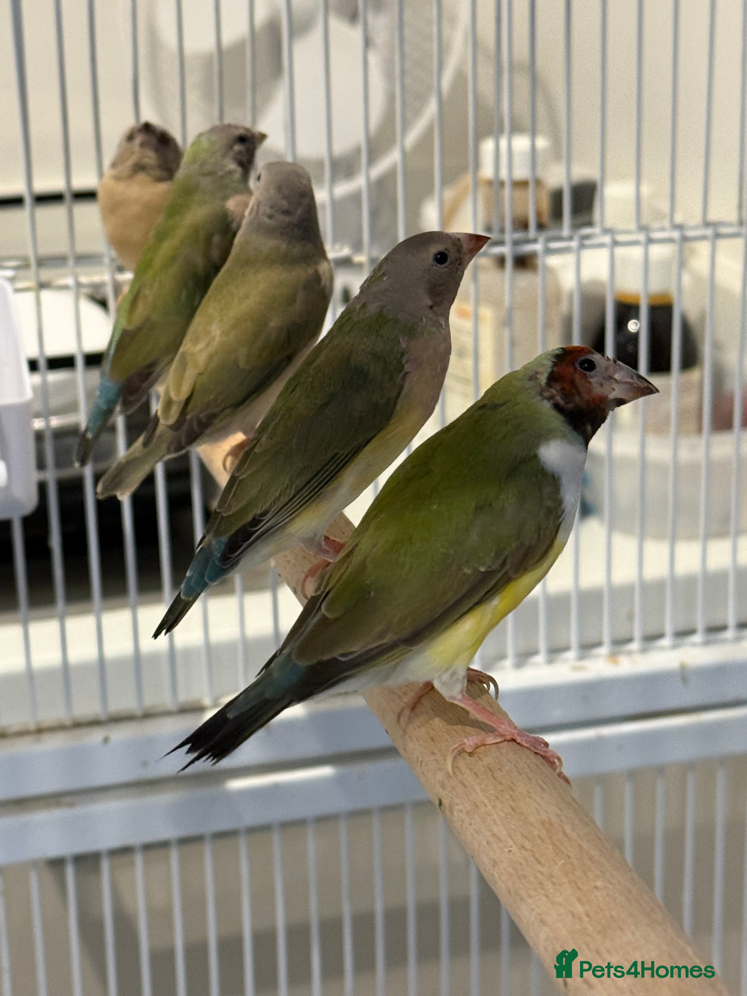 Finches birds gouildan finches available Runcorn  - Advert 7