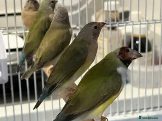 Finches birds gouildan finches available Runcorn - Advert 8