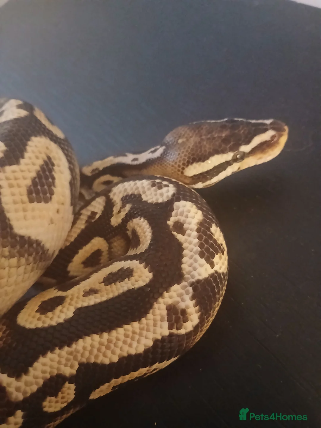 Python Snake reptiles for sale: Female Royal Python for sale. Beautiful and gentle - Advert 3