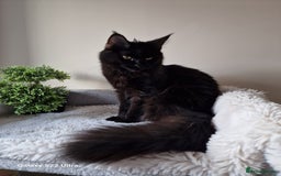 Maine Coon cats for sale: 🎀Females- MAINE COON🎀 - Advert 18