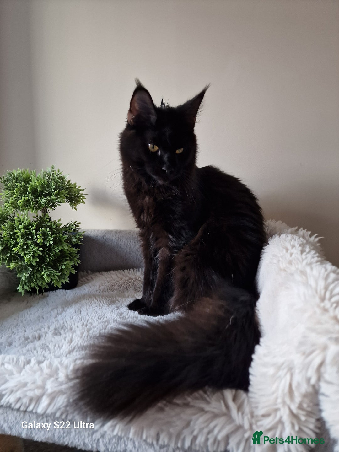 Maine Coon cats for sale: 🎀Females- MAINE COON🎀 - Advert 18