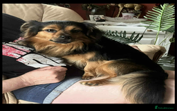 Chihuahua dogs for sale: Chihuahua Puppies  - Image 5