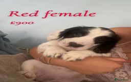 English Springer Spaniel dogs for sale: Gorgeous springer spaniel pups  - Image 3