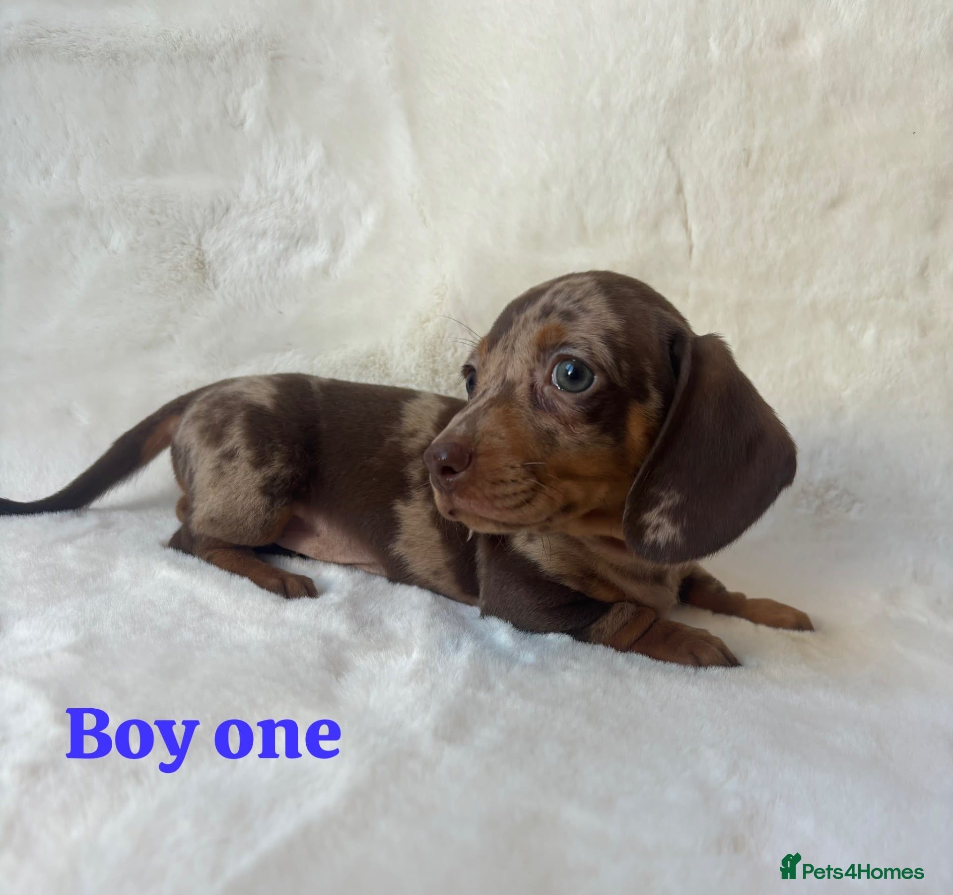Miniature Dachshund dogs for sale: Stunning miniature dachshund puppies  - Advert 13