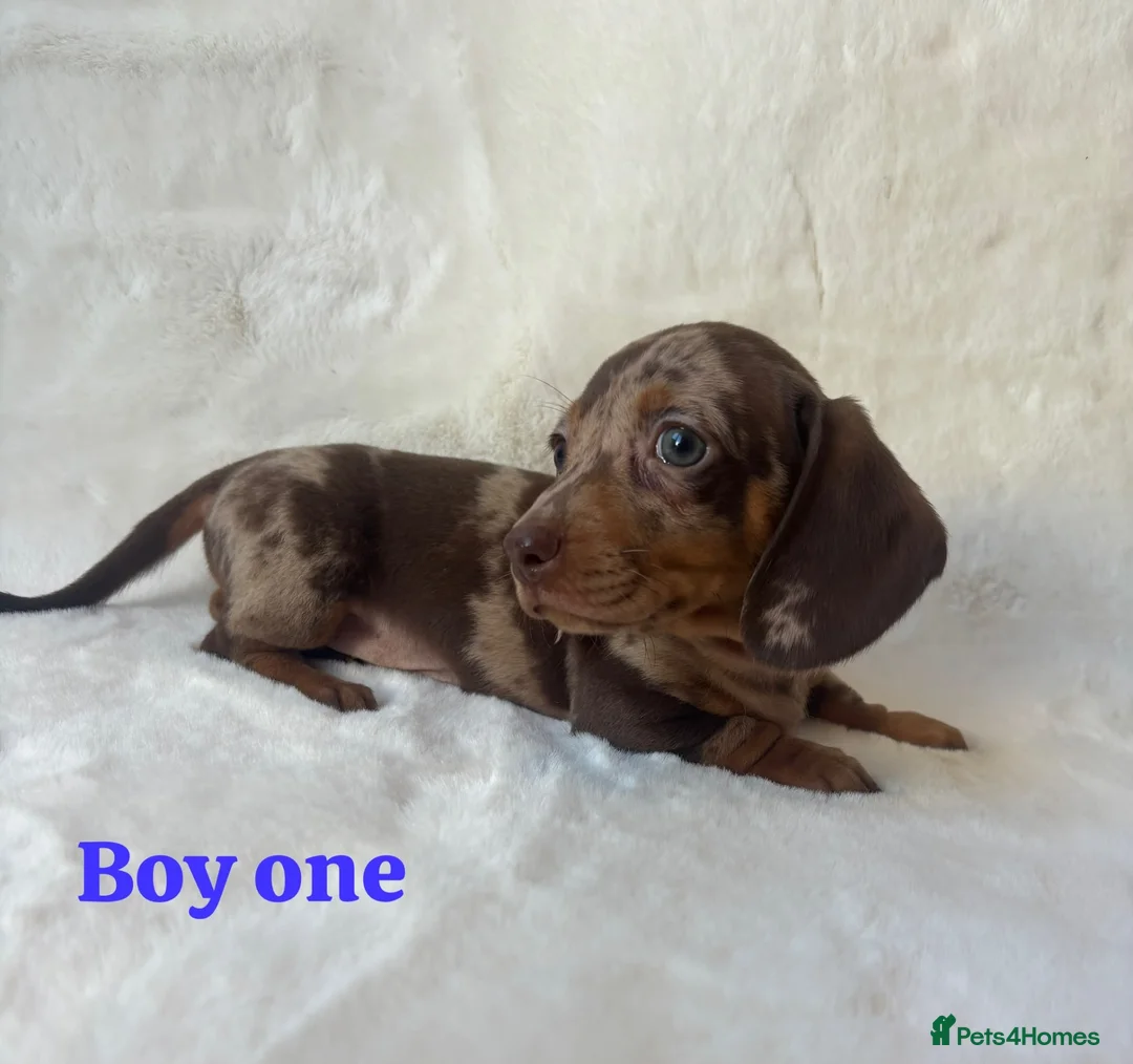 Miniature Dachshund dogs for sale: Stunning miniature dachshund puppies  in Sittingbourne - Advert 1