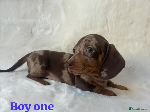 Miniature Dachshund dogs for sale: Stunning miniature dachshund puppies - Advert 13