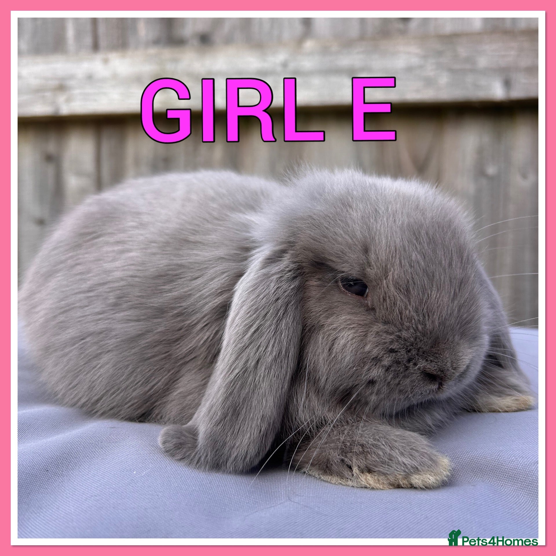 Mini Lop rabbits Mini lop babies  - Advert 2