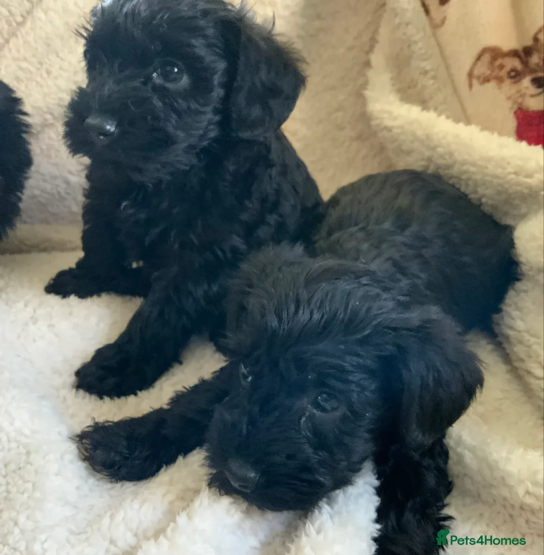 Schnoodle dogs for sale: Stunning miniature Schnoodle puppies - Advert 7