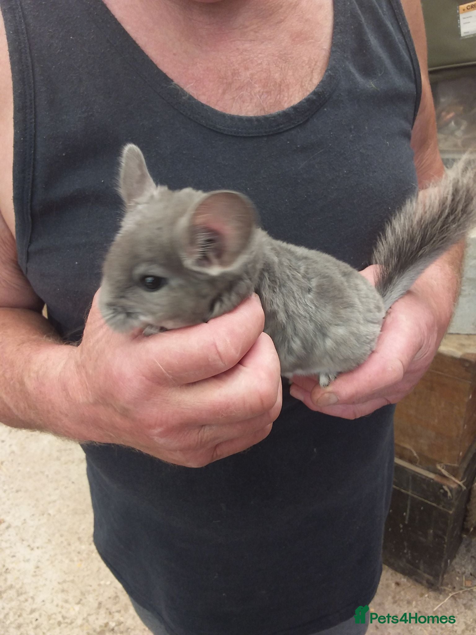 Chinchilla rodents Violet  triplets  - Advert 2