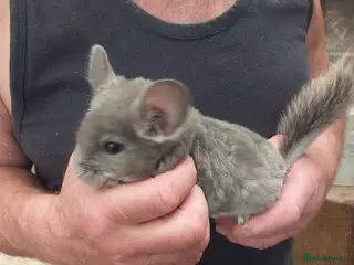 Chinchilla rodents Violet triplets - Advert 1