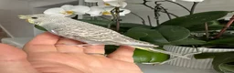 Budgerigars birds for sale: Hand Tame Crested female baby Budgie - Advert 3