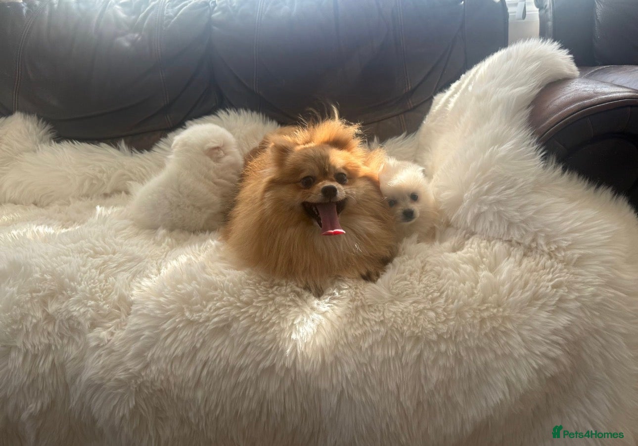 Pomeranian dogs for sale: Fluffy pomeranian puppies - Advert 1