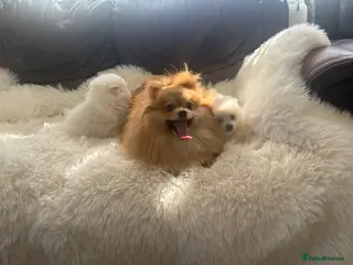 Pomeranian dogs Fluffy pomeranian puppies - Advert 1