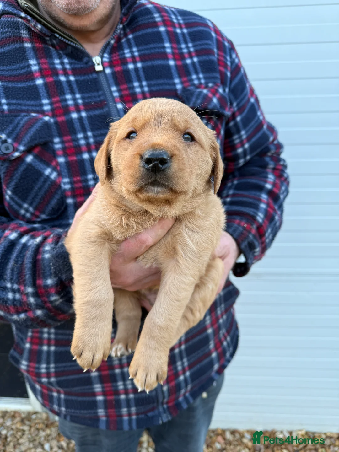 Goldador dogs for sale: Chunky dark red goldador puppies  - Advert 4