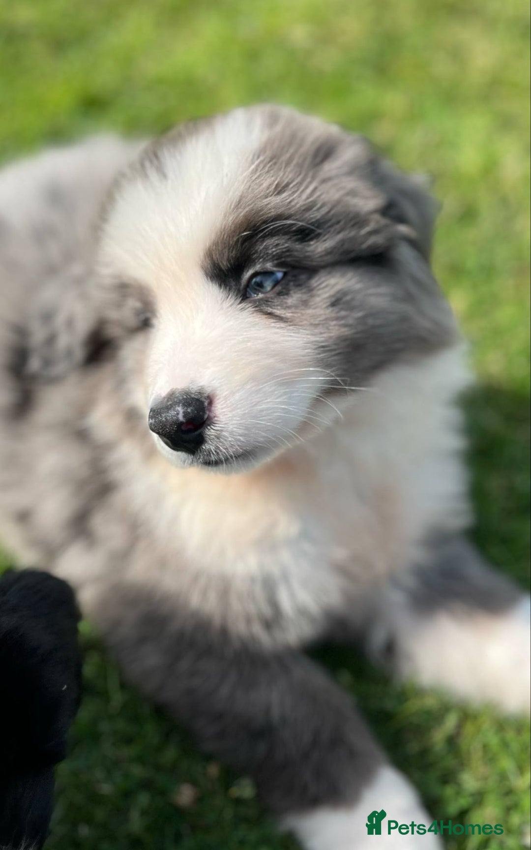 Bernese Mountain Dog dogs for sale: Stunning Chunky Bordernese Puppies - Image 17