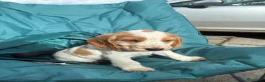 Cocker Spaniel Puppy 3