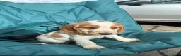 Cocker Spaniel dogs for sale: Show type puppies from health tested parents - Advert 6