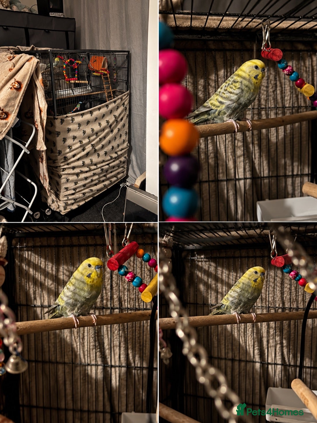 Budgerigars birds 1 half Yr old Male Budgie - Advert 1