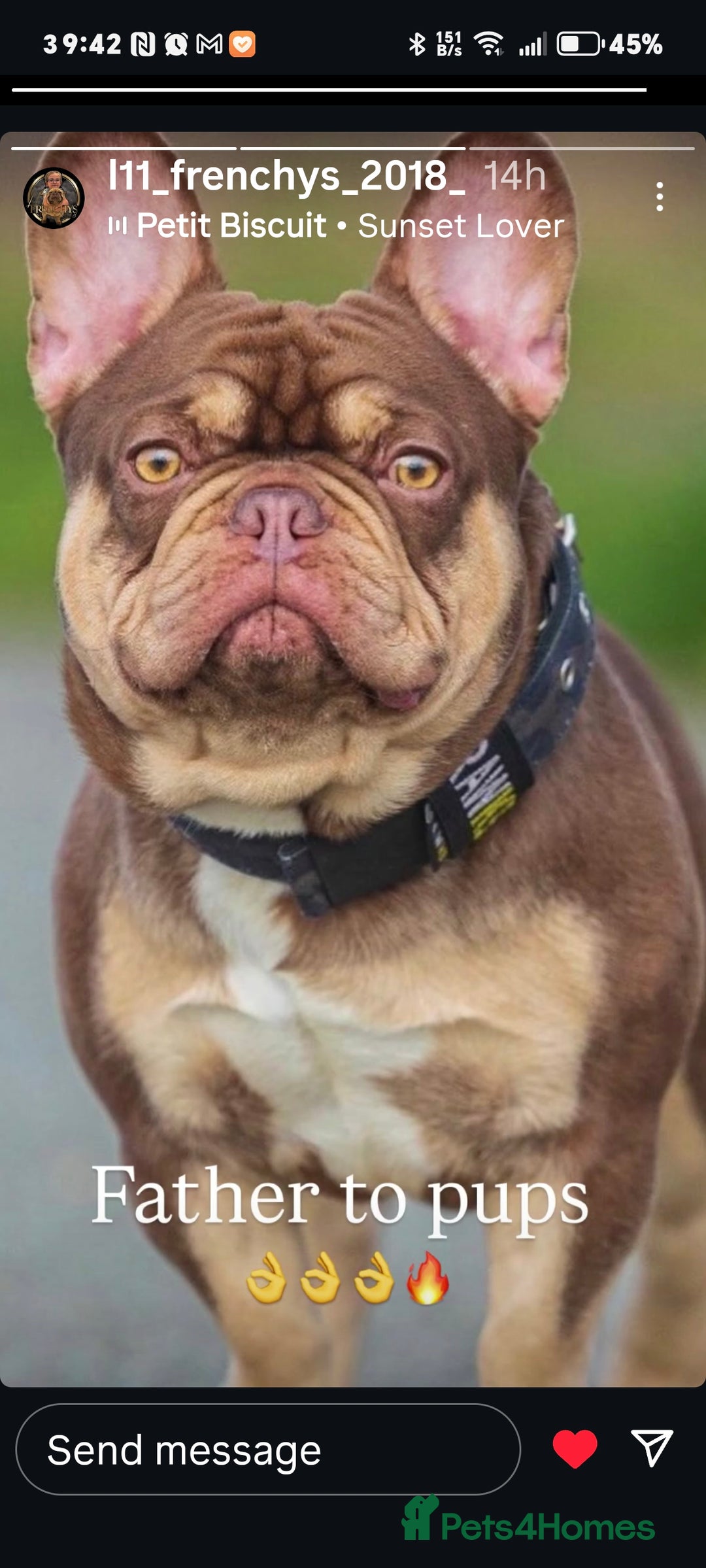 French Bulldog dogs for sale: French bulldog bitches - Image 7