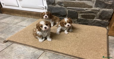 Cavalier King Charles Spaniel dogs Super KC blenheim pups - health tested parents - Advert 1
