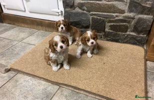 Cavalier King Charles Spaniel dogs Super KC blenheim pups - health tested parents - Advert 1