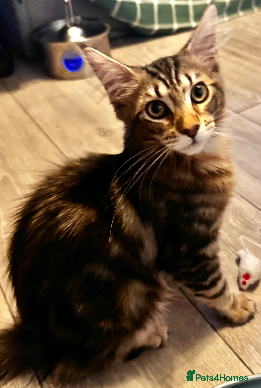 Maine Coon cats for sale: Stunning, friendly pedigree XL Maine Coons last 2! - Advert 32