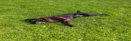 Labrador Retriever dogs for sale: Charlie - Black Labrador (5 years old)  - Advert 5