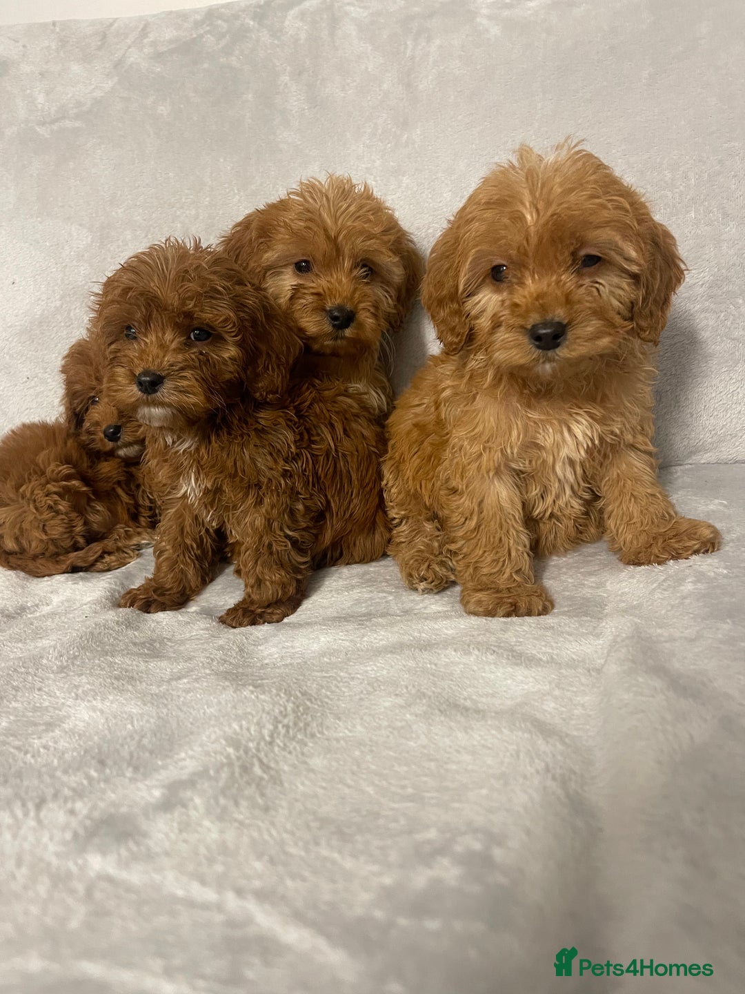 Cockapoo dogs for sale: 5 beautiful cockapoos  - Advert 9
