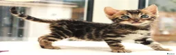 Bengal cats for sale: CUTE BROWN BENGAL MALE KITTENS - Advert 20