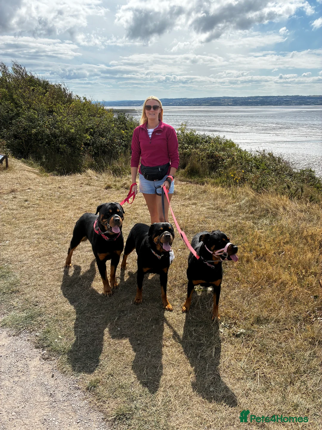 Rottweiler dogs for stud: 2.5 year old Rottweiler for stud  - Advert 7